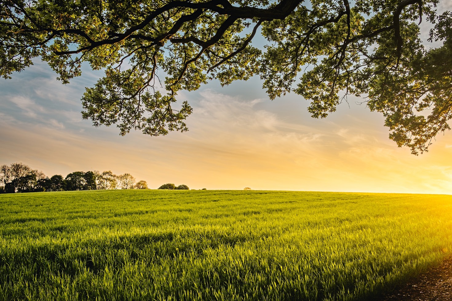 Top Investment Opportunities in Modern Agriculture