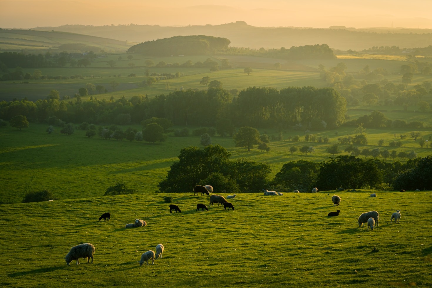 How Honourable Farms Supports Sustainable Growth