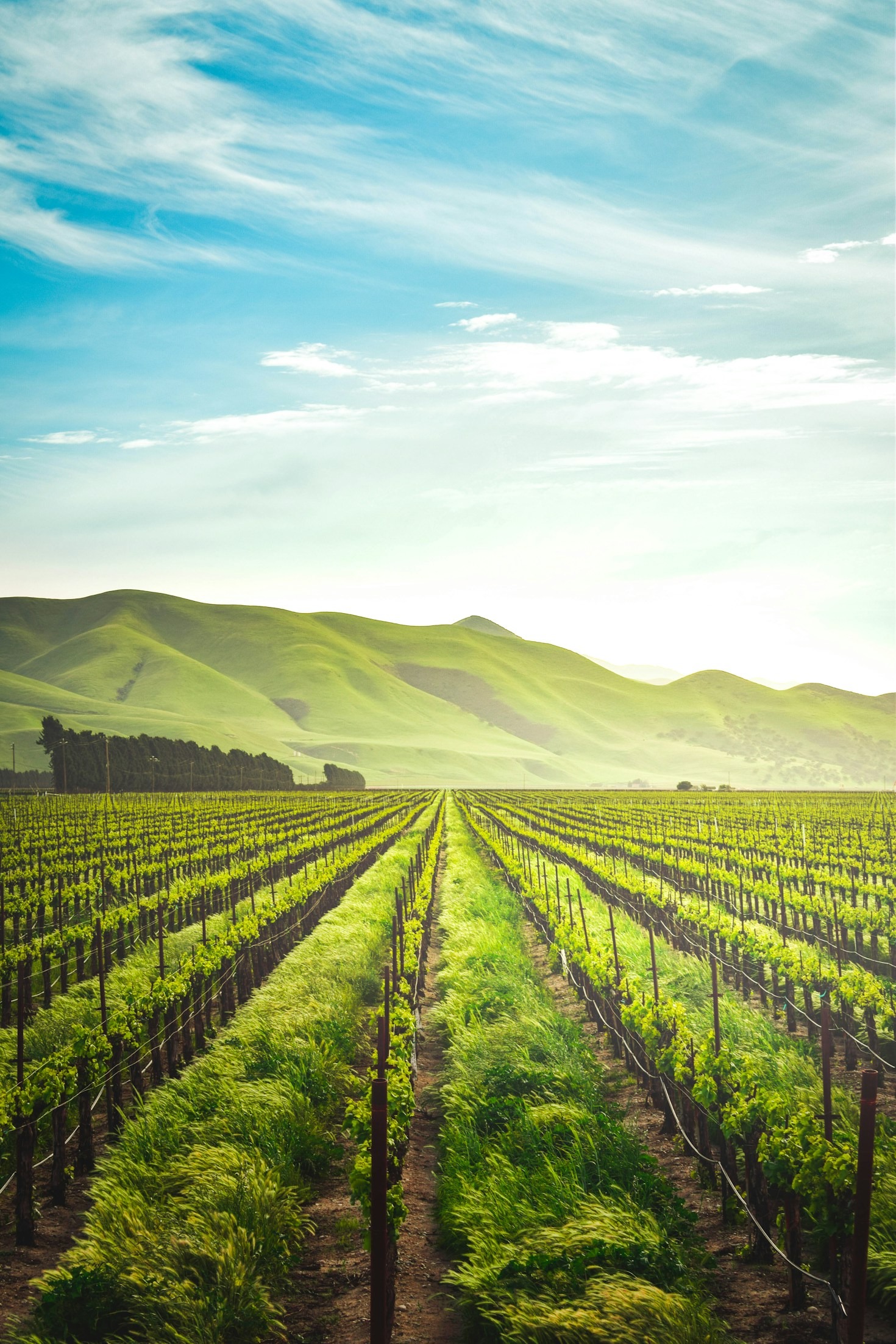 Maximizing Returns on Agricultural Investments