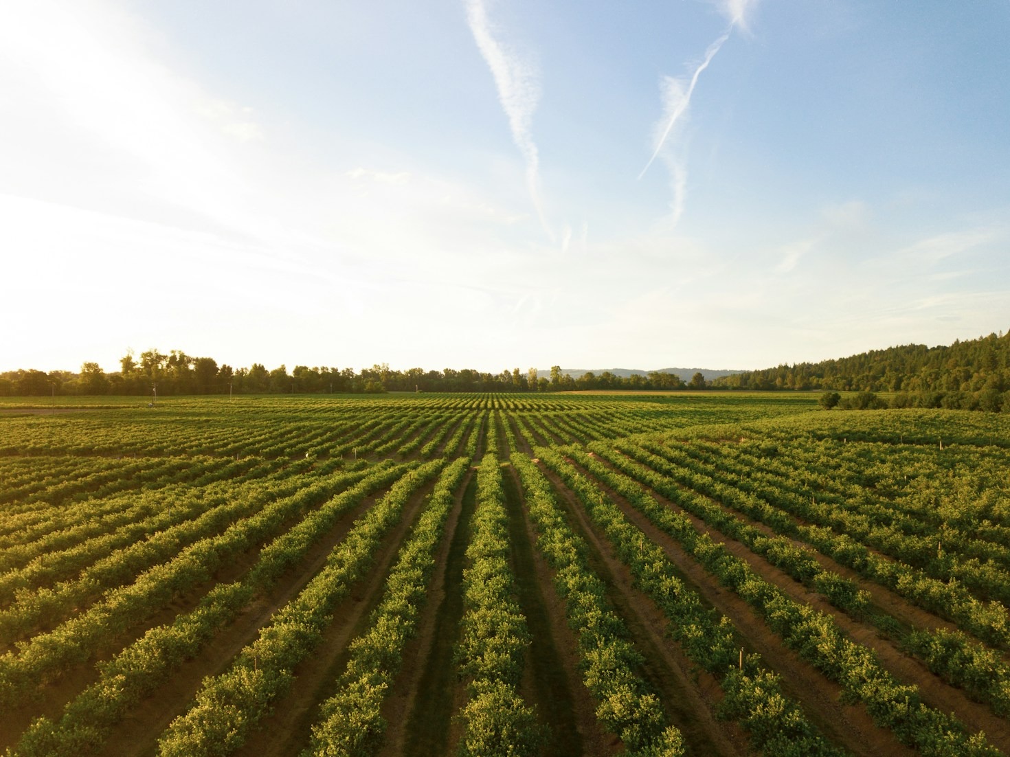 Sustainable Farming Practices for Long-Term Success