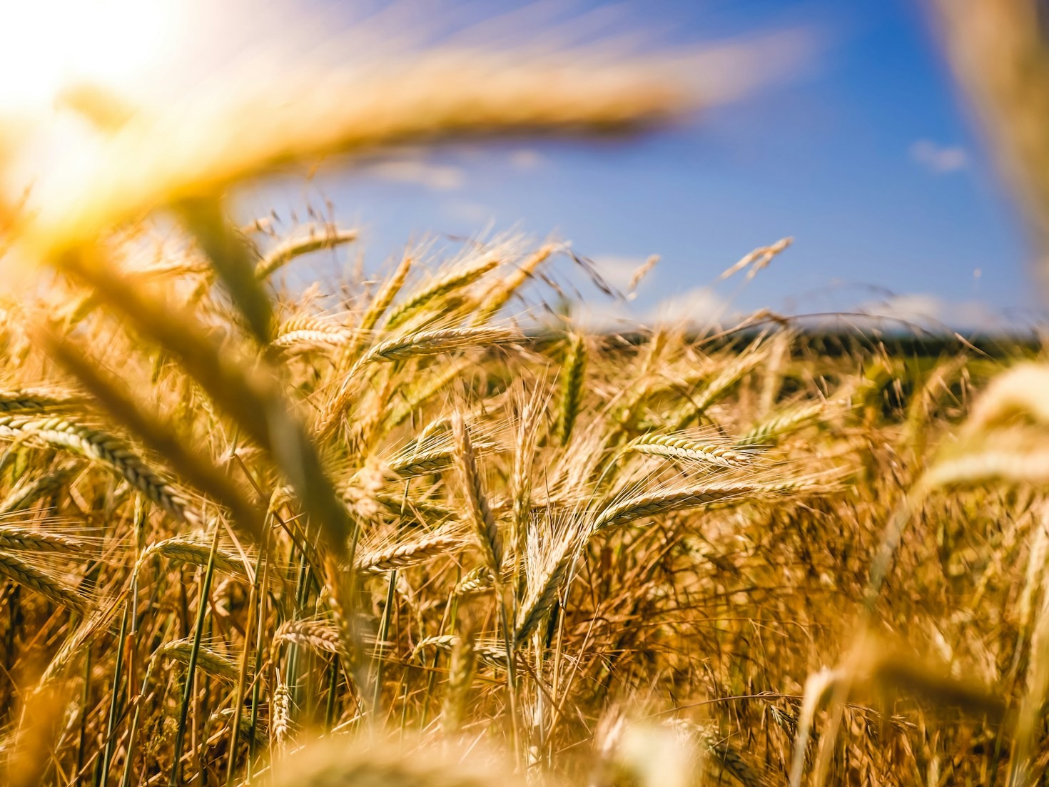 Understanding the Agricultural Consultancy Advantage